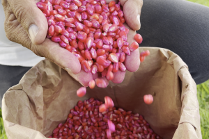 Alagoas Sem Fome: Governo planeja distribuir mais de mil toneladas de sementes para plantio em 2024 | ASCOM SEAGRI