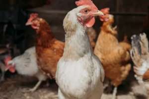 Doença de Newcastle: Brasil suspende exportações de carne de aves | Getty Images