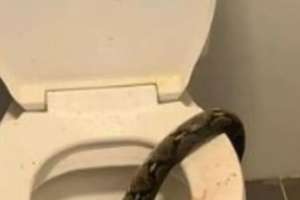 Homem tem testÃculo mordido por cobra ao sentar em privada; entenda | Reprodução