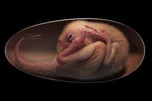 Dinossauro bebê perfeitamente preservado é descoberto enrolado dentro de ovo | Cortesia Darla Zelenitsky