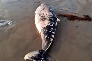 Filhote de baleia morre após encalhar na Praia do Peba em Coruripe | Reprodução-Biota