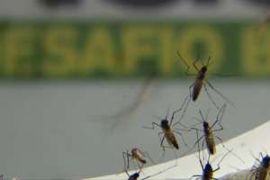 Em 2022 o Brasil tem aumento de 172% nos casos de dengue e 978 mortes | Reprodução
